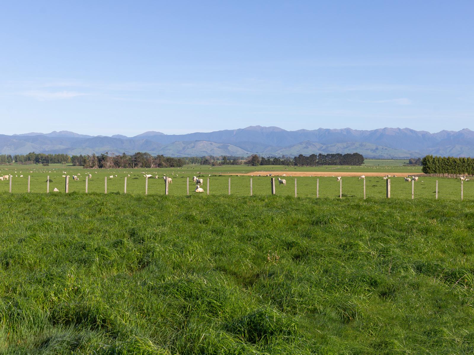 595 East Taratahi Road, East Taratahi