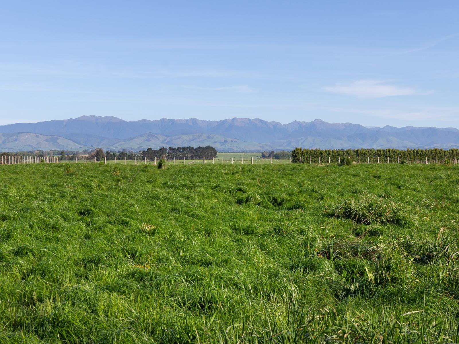 595 East Taratahi Road, East Taratahi