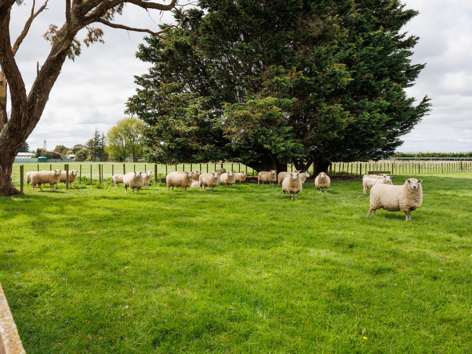 11 Lawton Road, Feilding