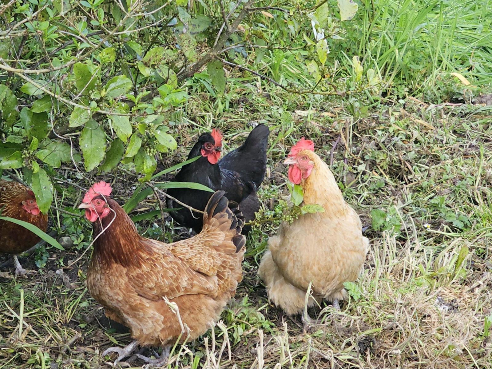 2/831  Fairdown Road, Westport