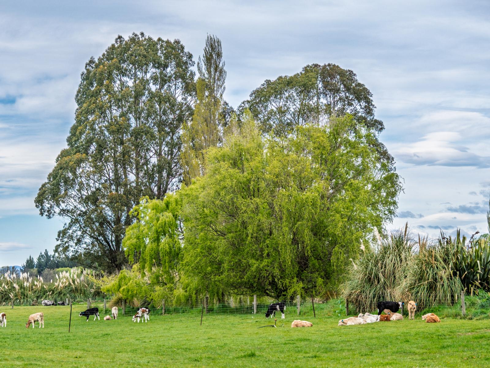111 Beeby Road, Orari