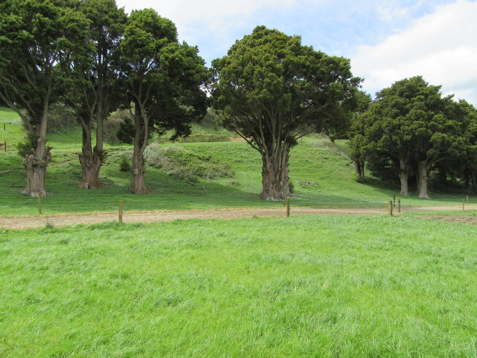227 Whenuahou Road, Norsewood