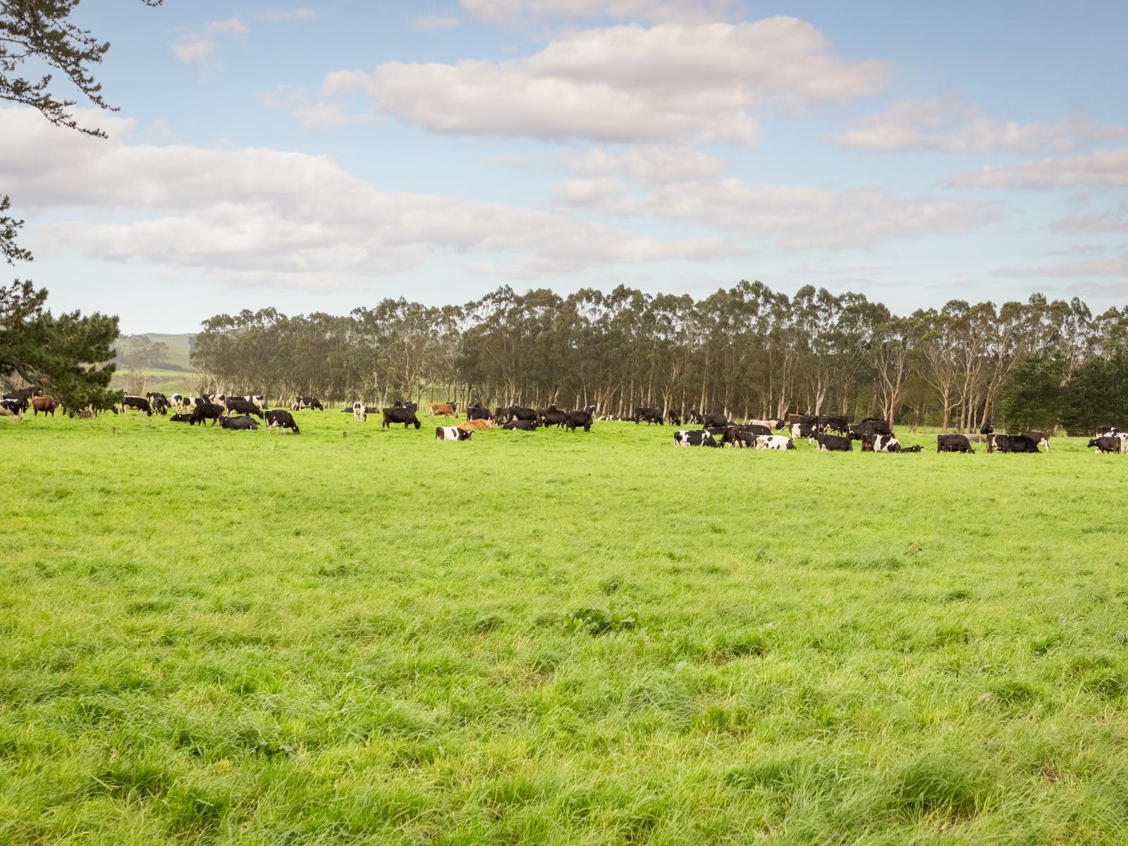886 Kakariki Road, Eketahuna
