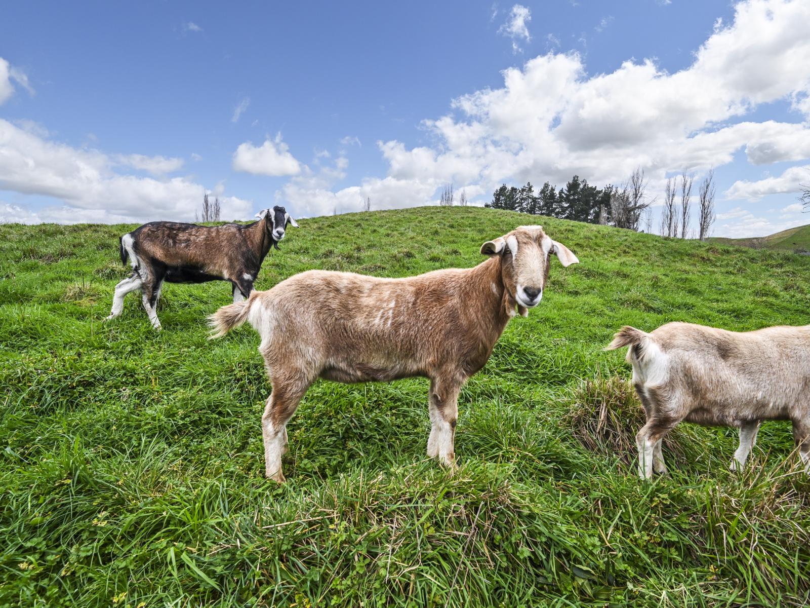 748 Taihape Road, Pukehamoamoa