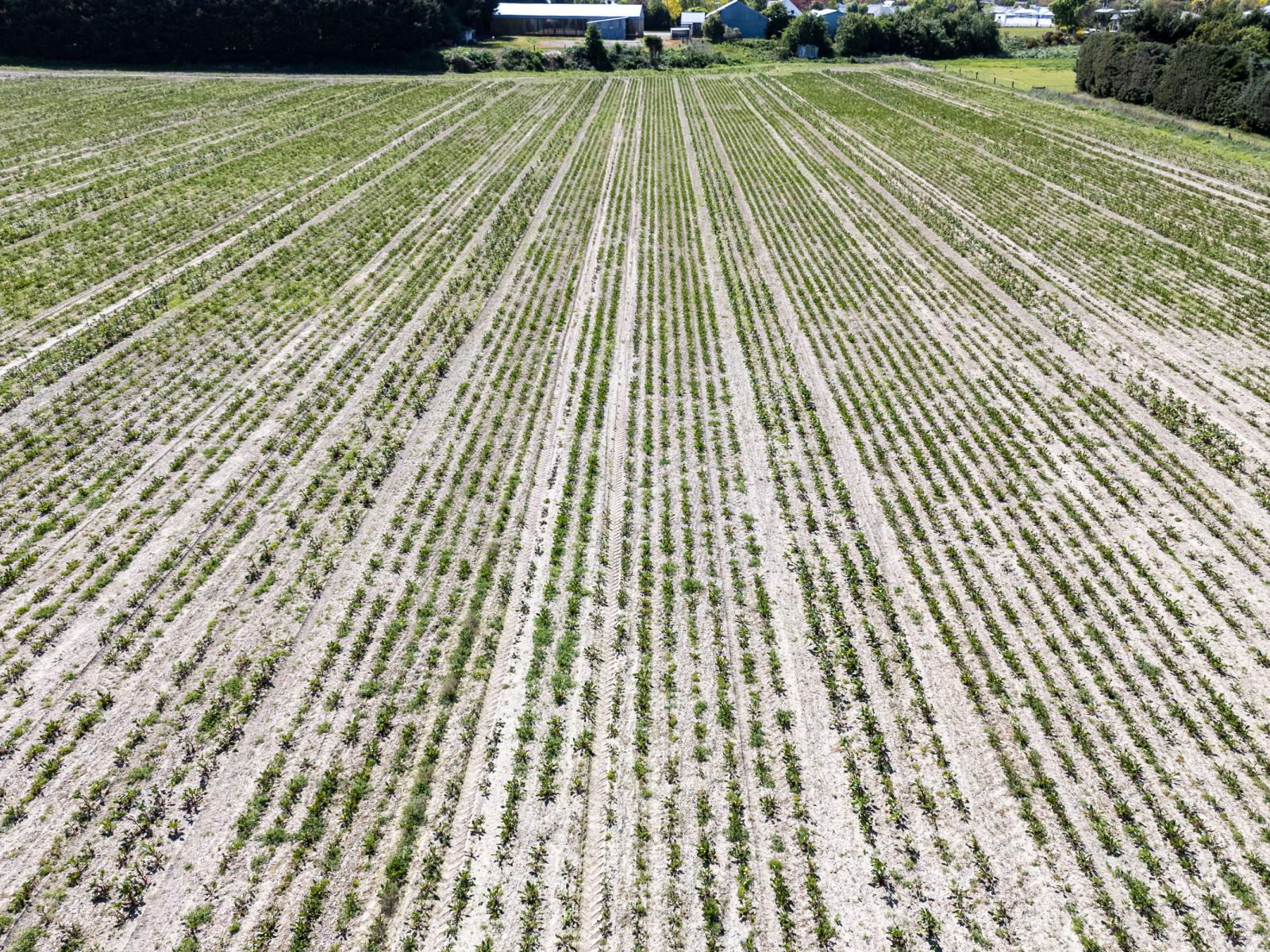 15 Methven Highway, Allenton