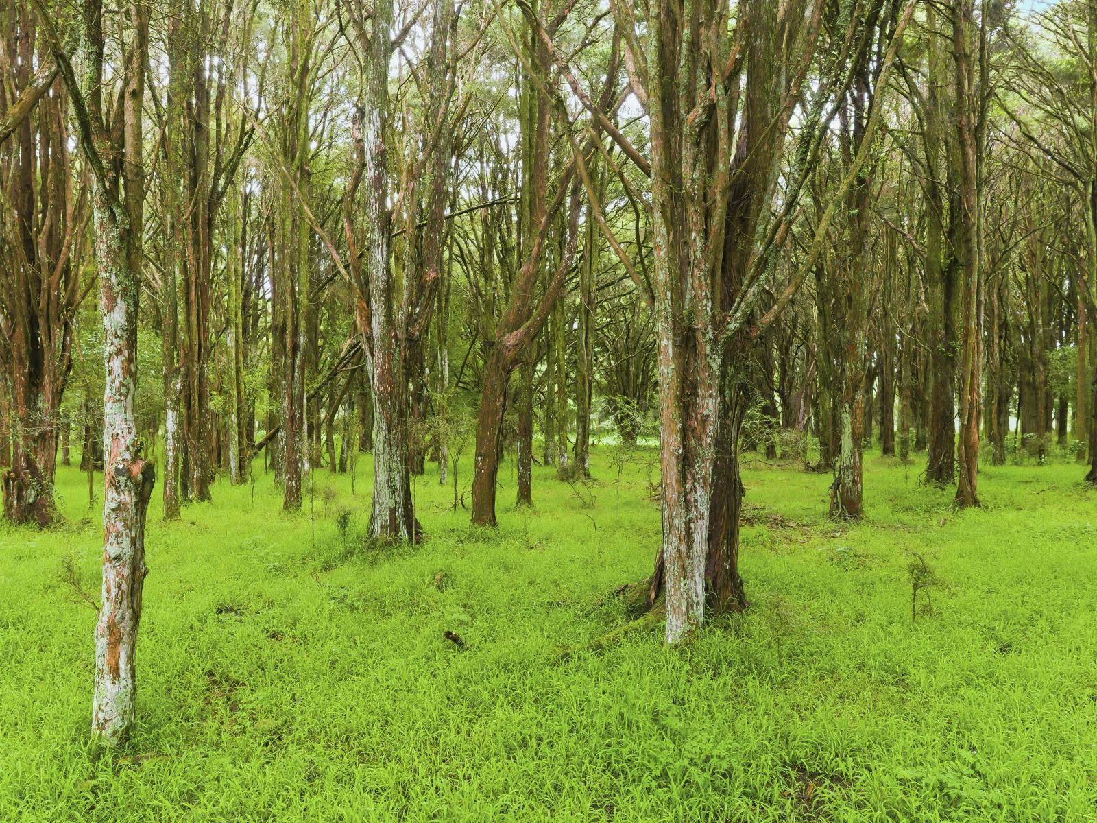 81 Muhunoa West Road, Ohau