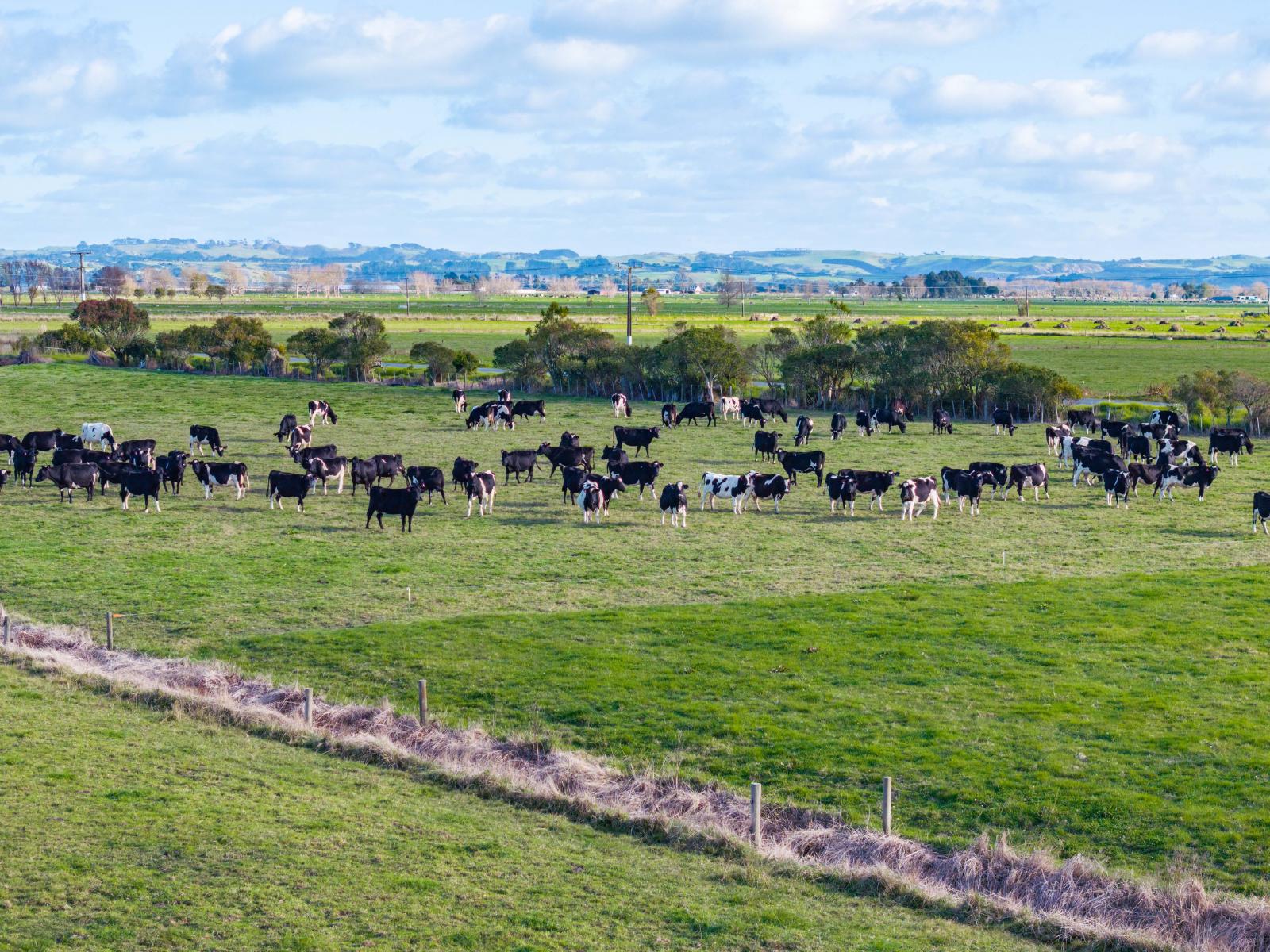 107 Molloy Road, Ruawai