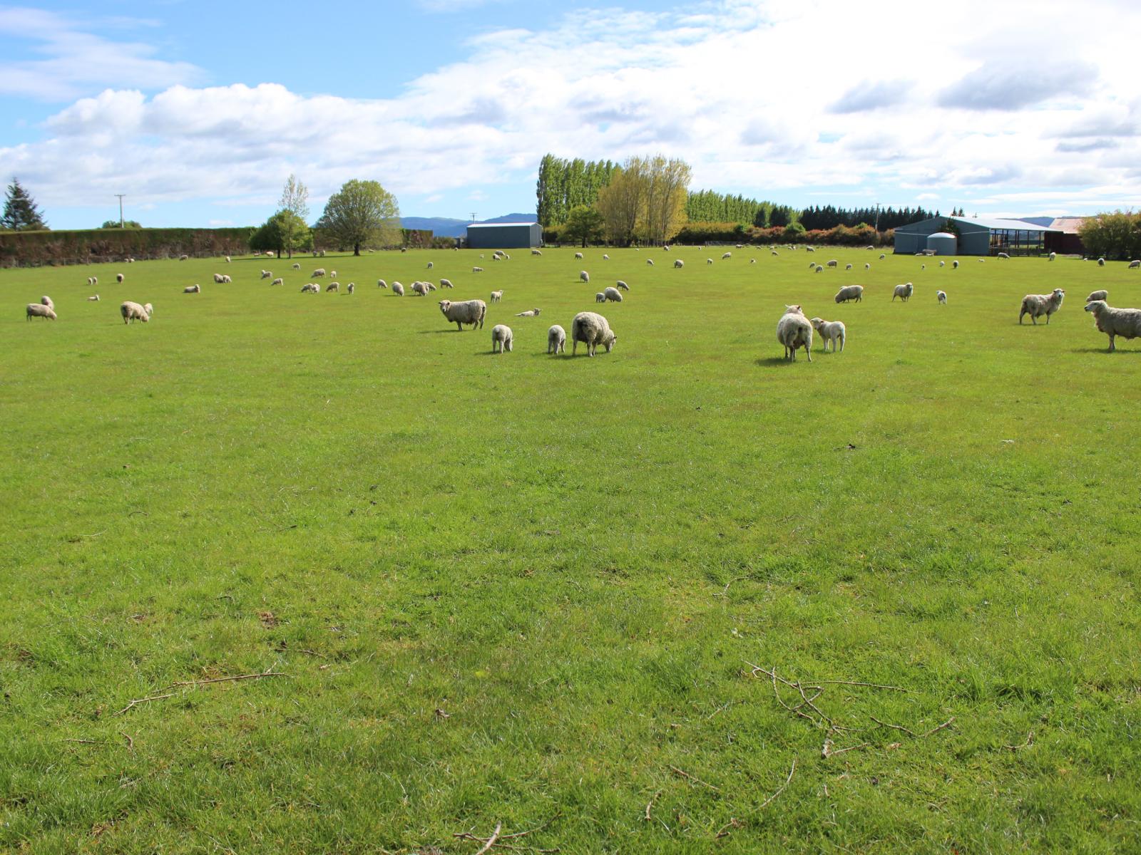 282 Mckenzie Road, Browns