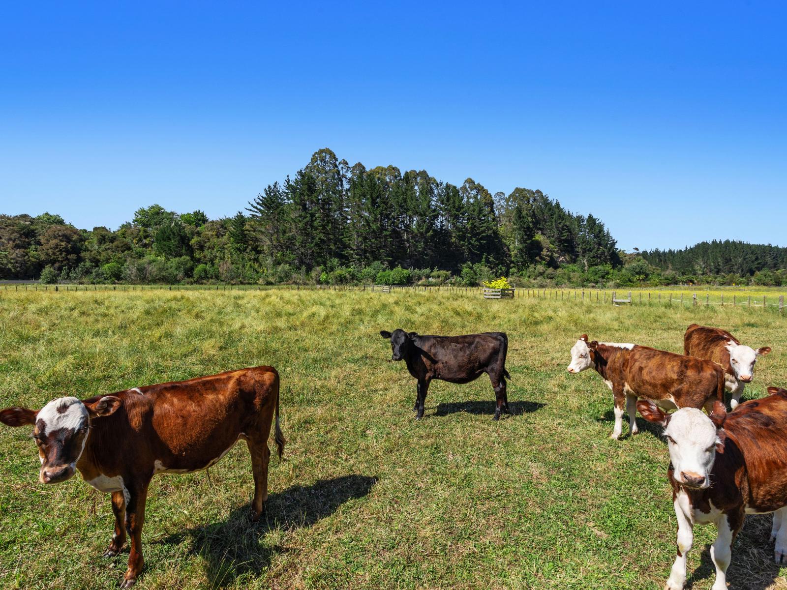 2752 State Highway 30, Rotoma