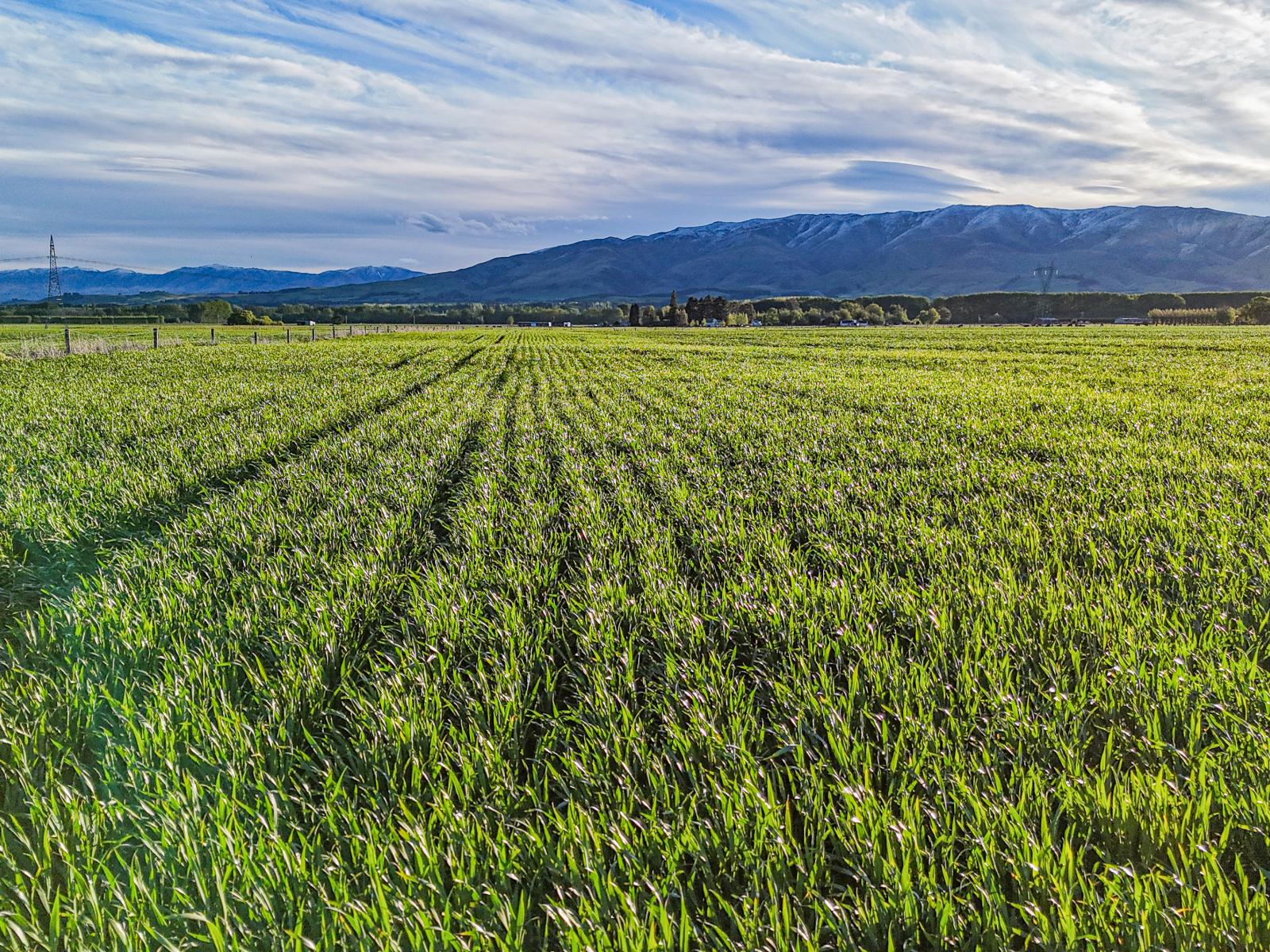 391 Hamilton Road, Fairlie