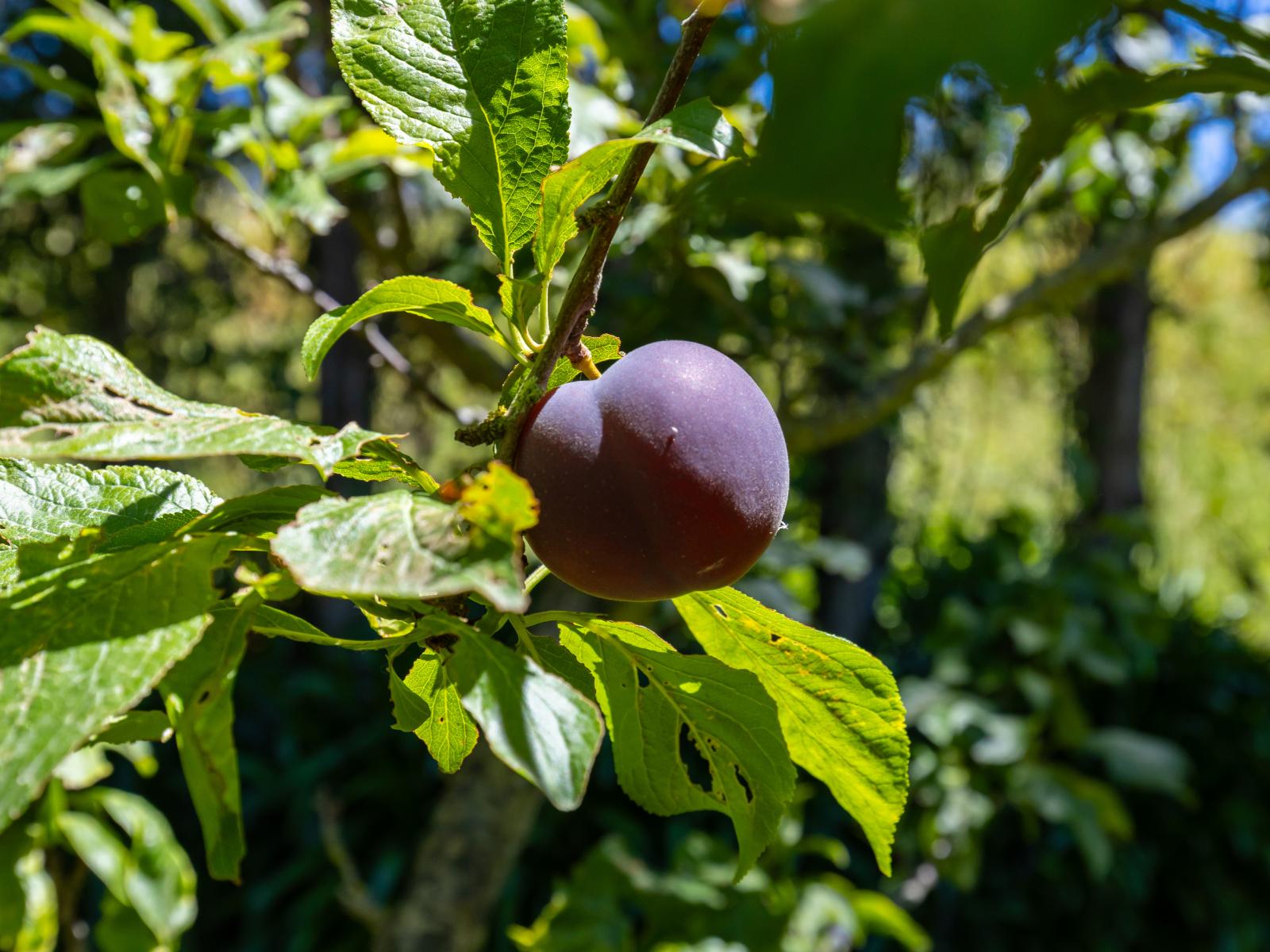 Rapaura