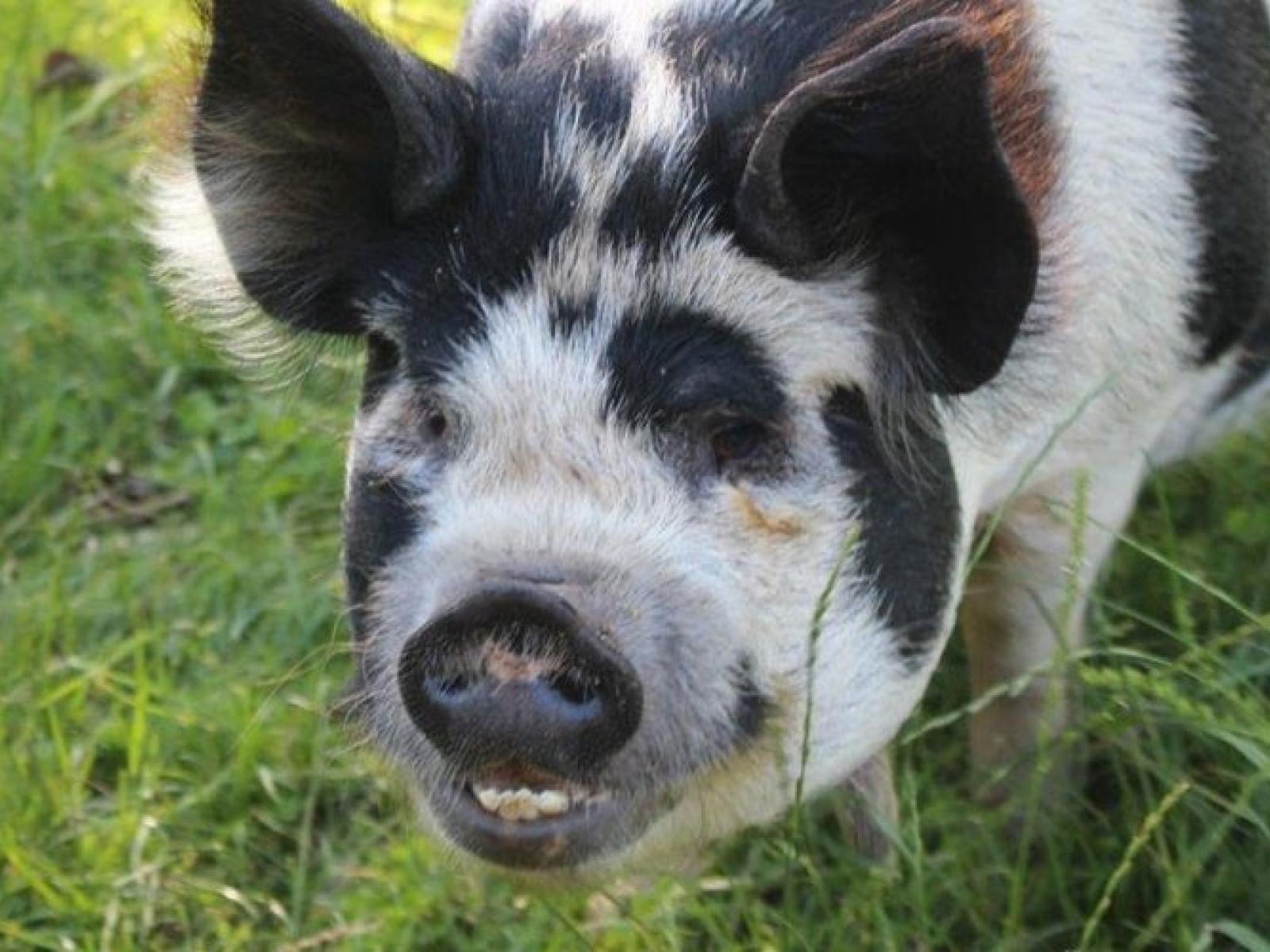 McLaren Falls Road, Omanawa