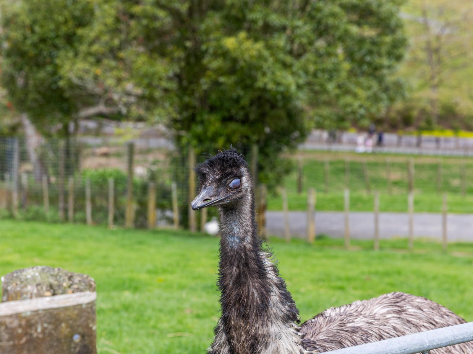 McLaren Falls Road, Omanawa