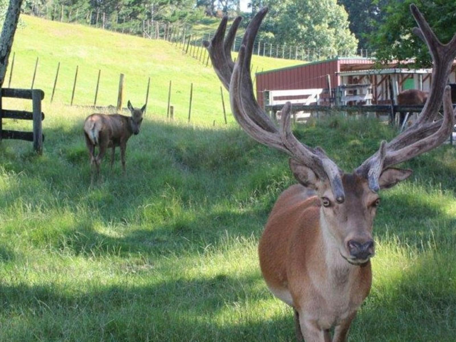 McLaren Falls Road, Omanawa