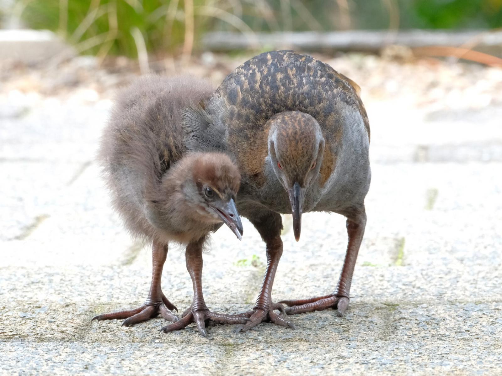 63 Waiewe Street, Whakatane