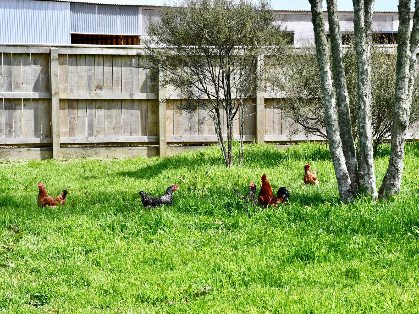 131 Oparara Road, Karamea