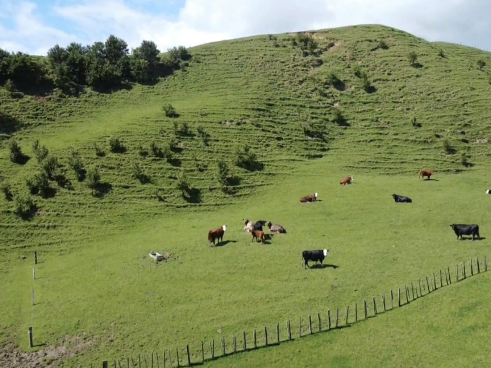 965 Te Waitere Road, Waitomo
