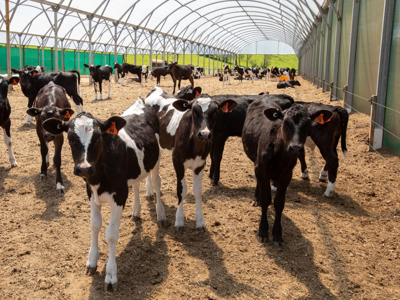 184 South Road No 2, Eketahuna