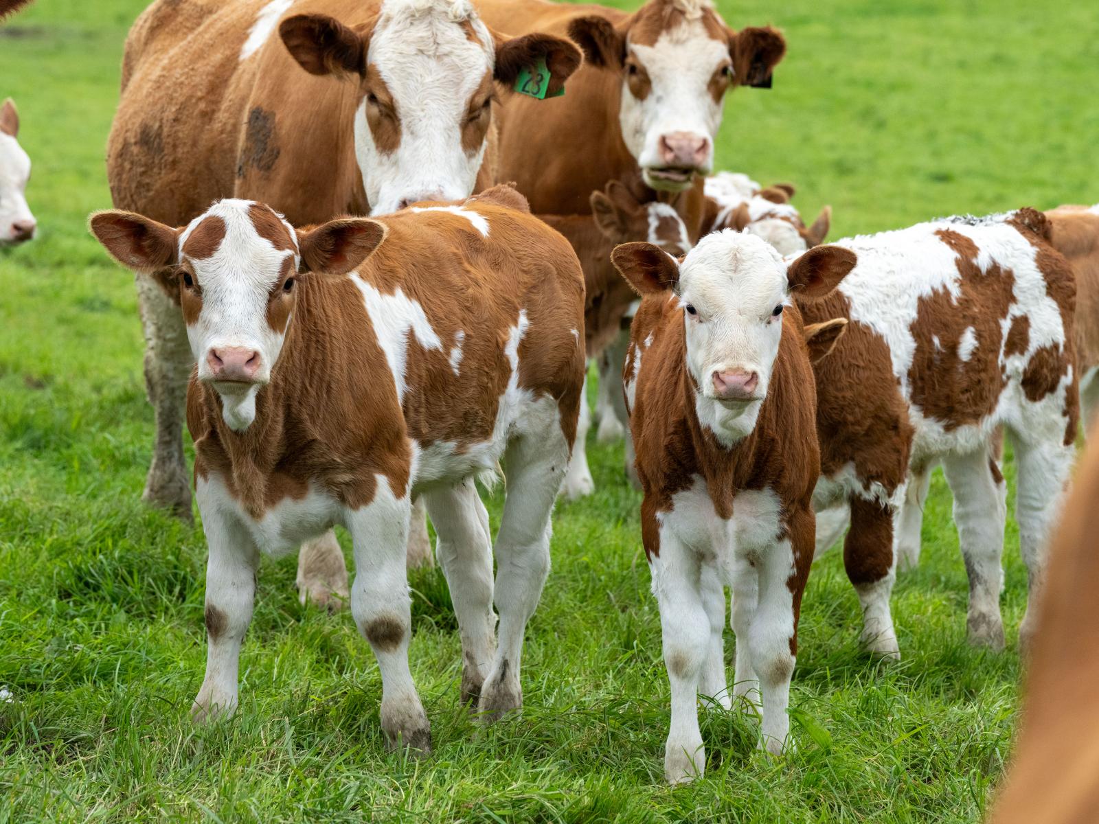 132 South Manakau Road , Manakau