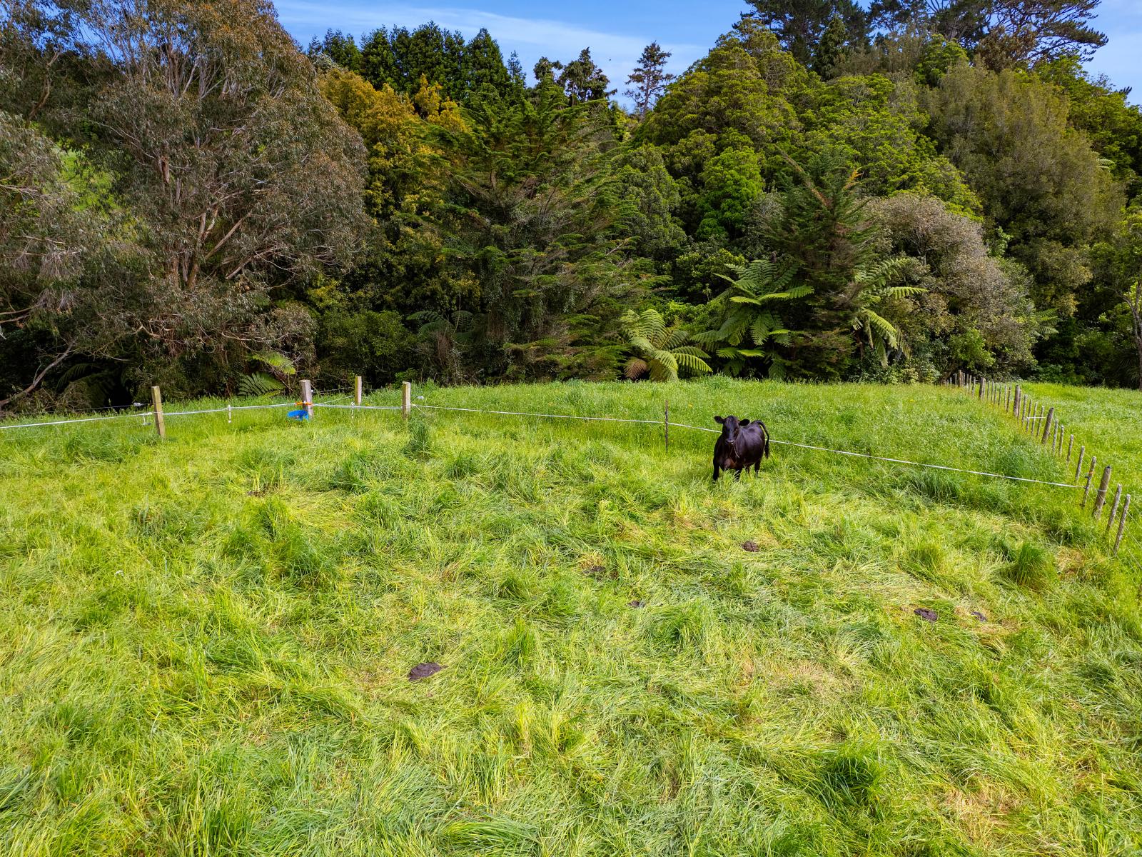 275 Henwood Road, Paraite