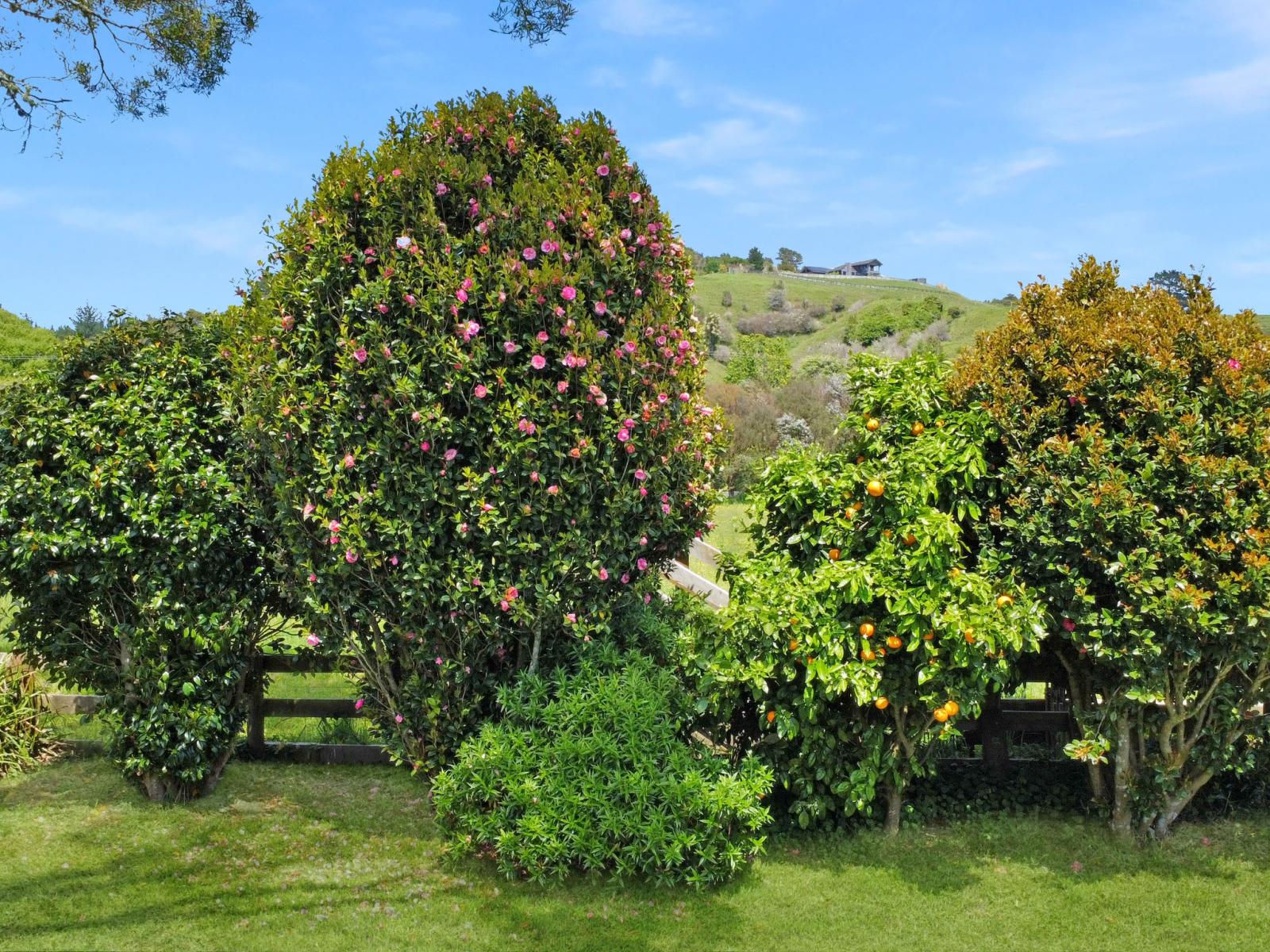 1009 White Pine Bush Road, Awakeri