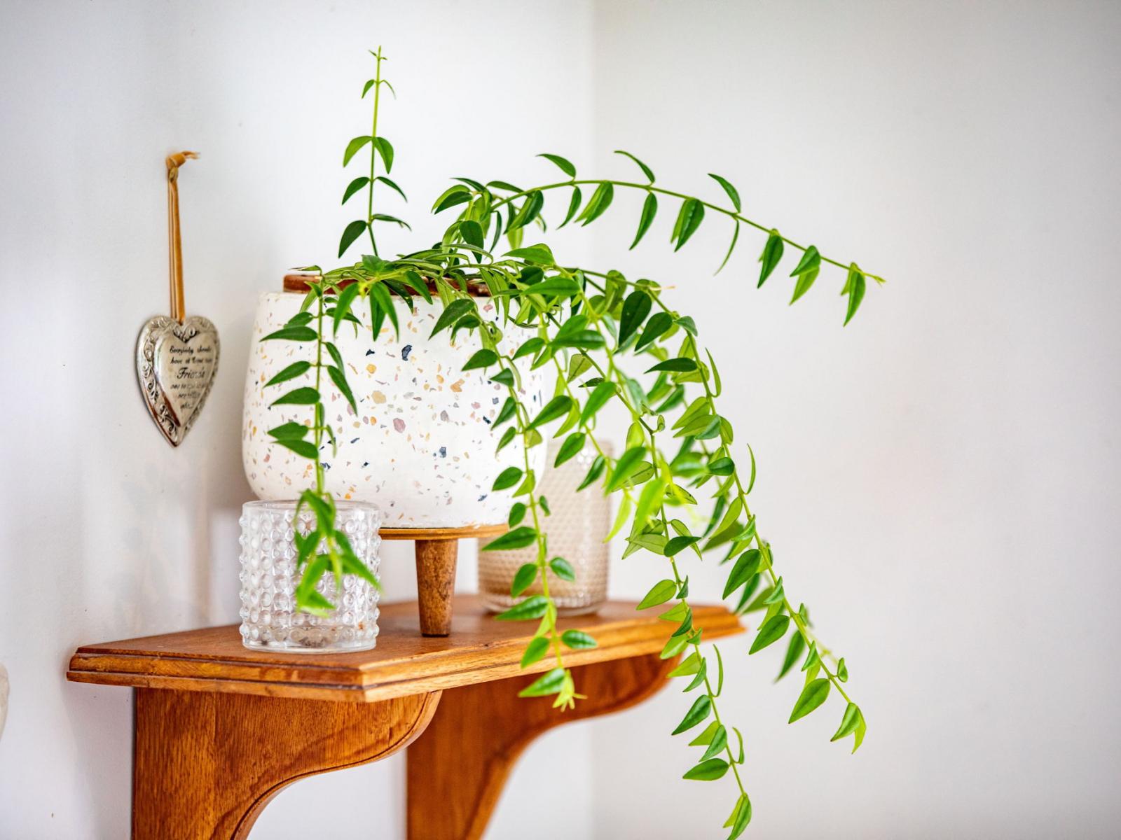 7 Mcandrew Street, Kihikihi