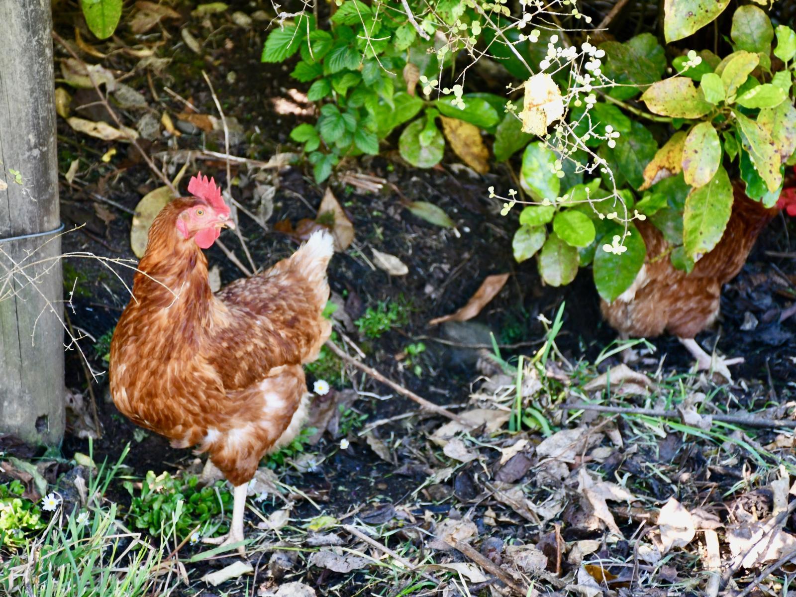 4546 Karamea Highway, Karamea