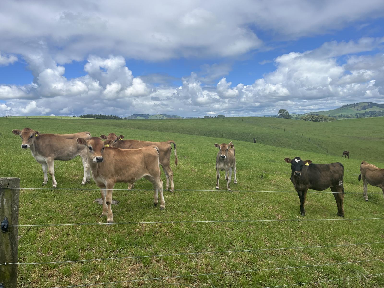 1250 Arapuni Road, Parawera