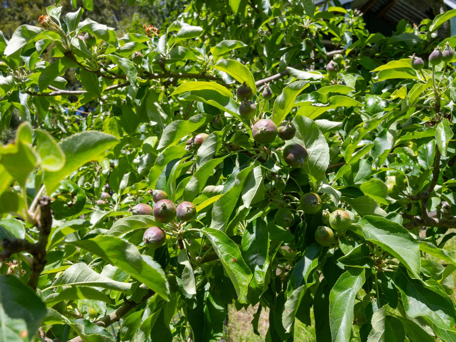 7 Poplar Grove, Bulls