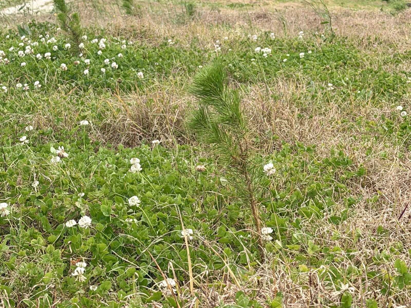 Pukehuia Road, Arapohue