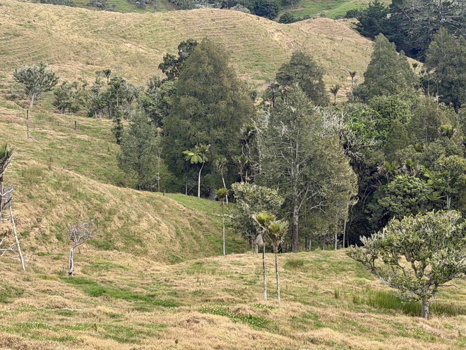 Pukehuia Road, Arapohue