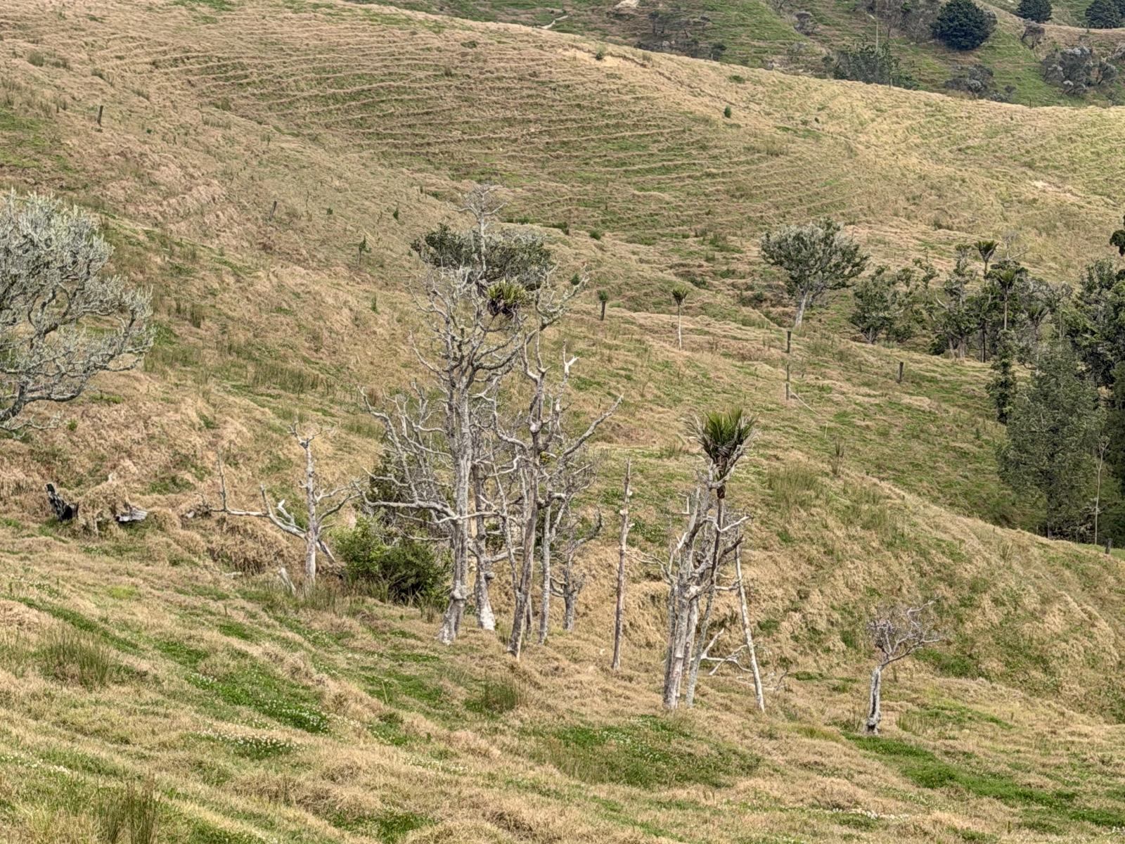Pukehuia Road, Arapohue
