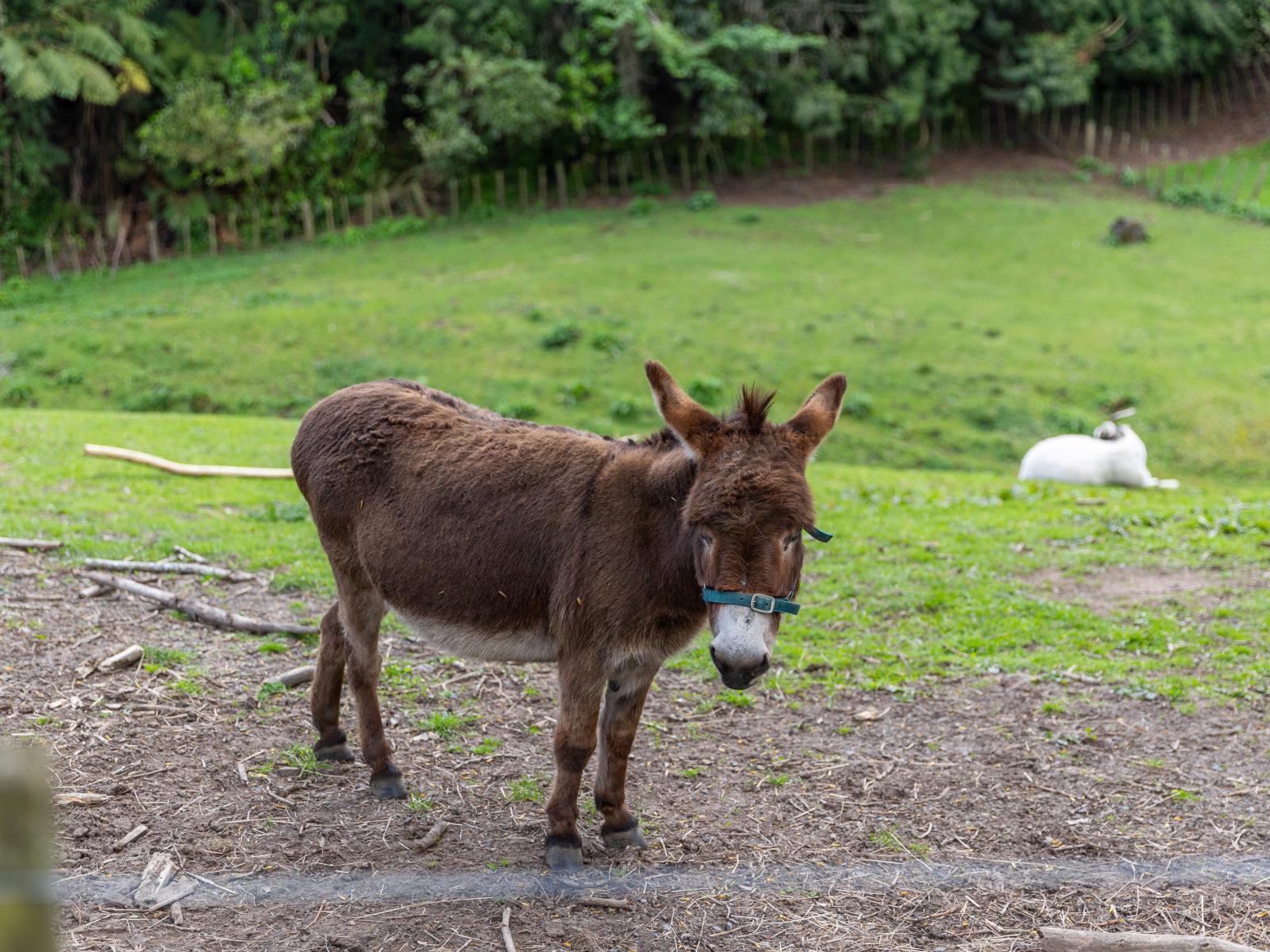 135E(a) McLaren Falls Road, Omanawa