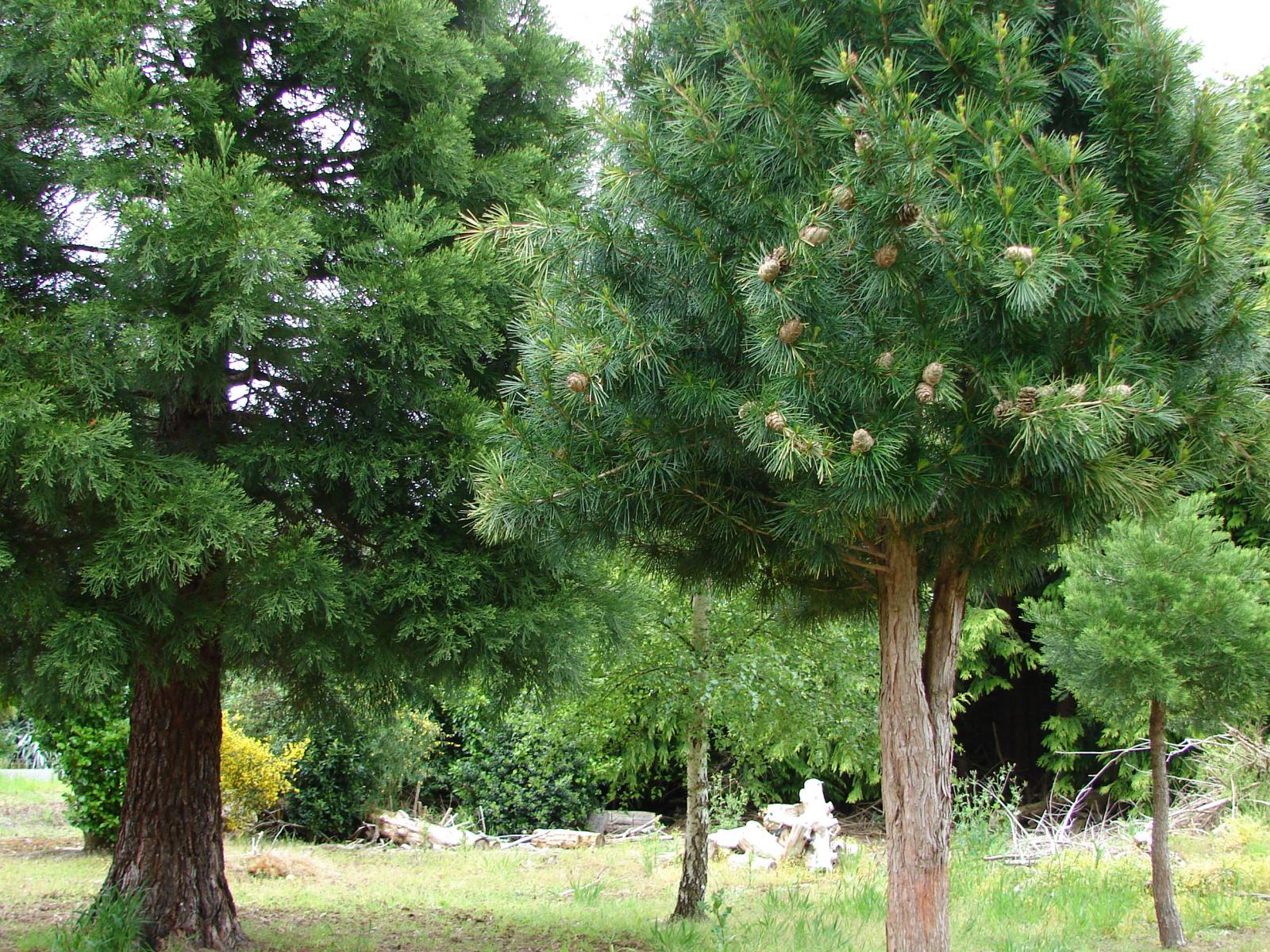 210 Drysdale Road, Myross Bush