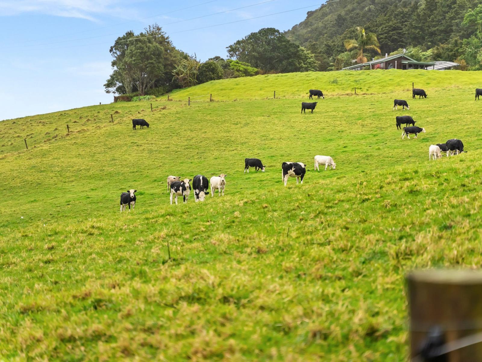 39 Elmsley Road, Maungatapere
