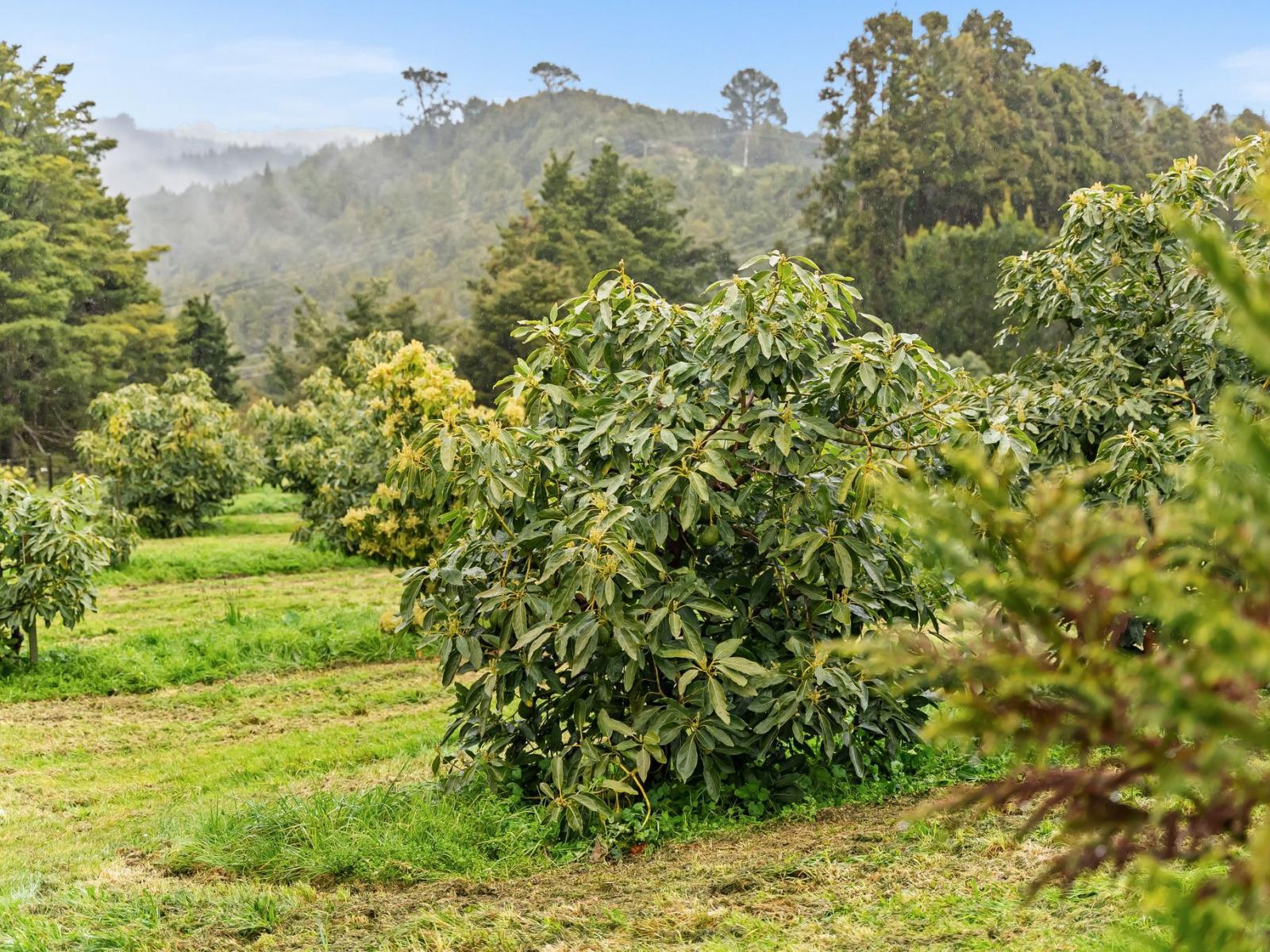 39 Elmsley Road, Maungatapere