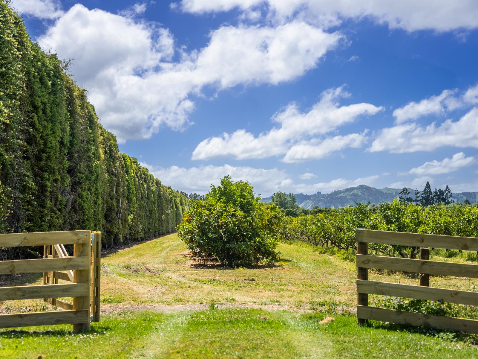 Kiwi Street, Makaraka
