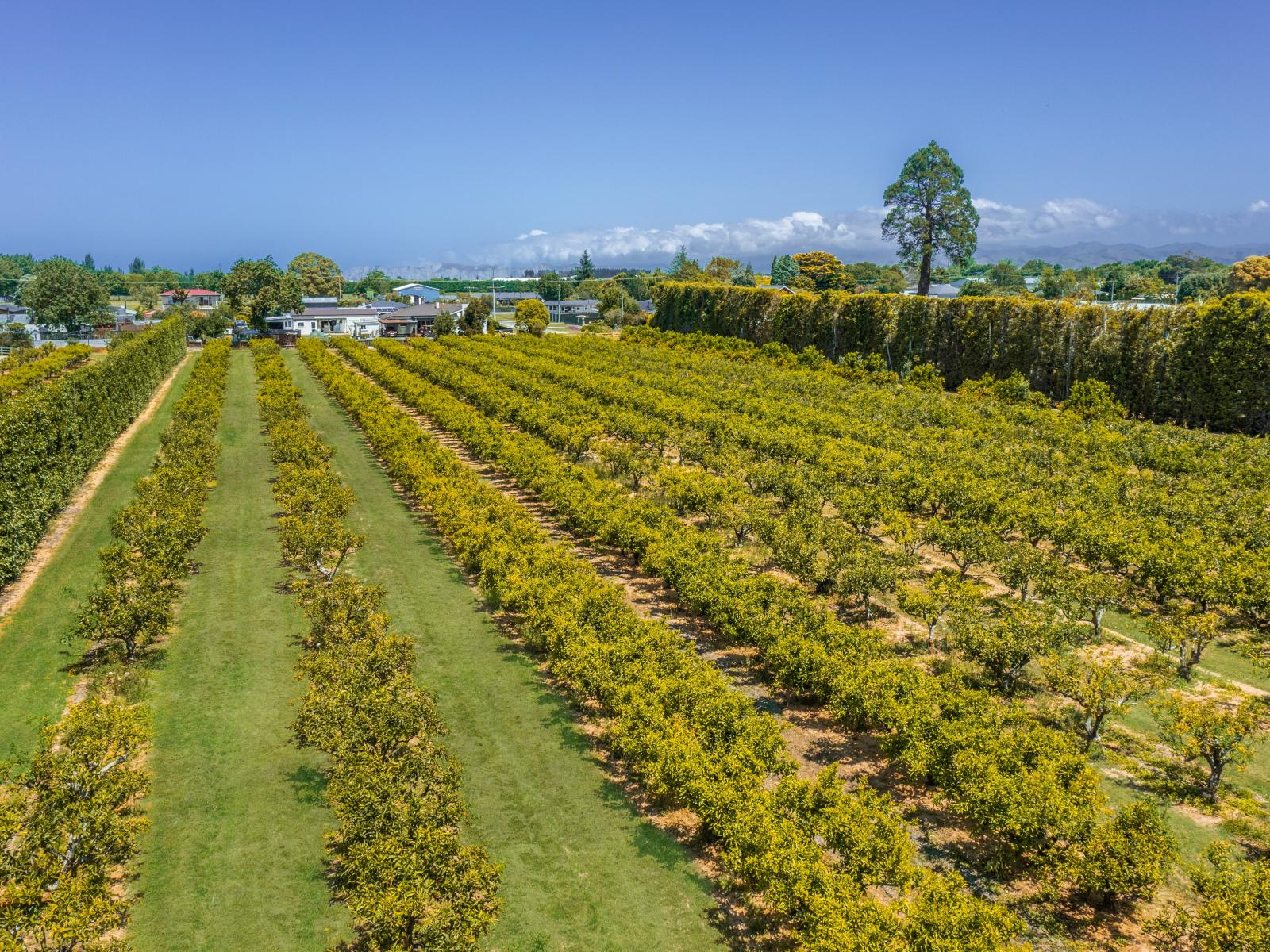 Kiwi Street, Makaraka