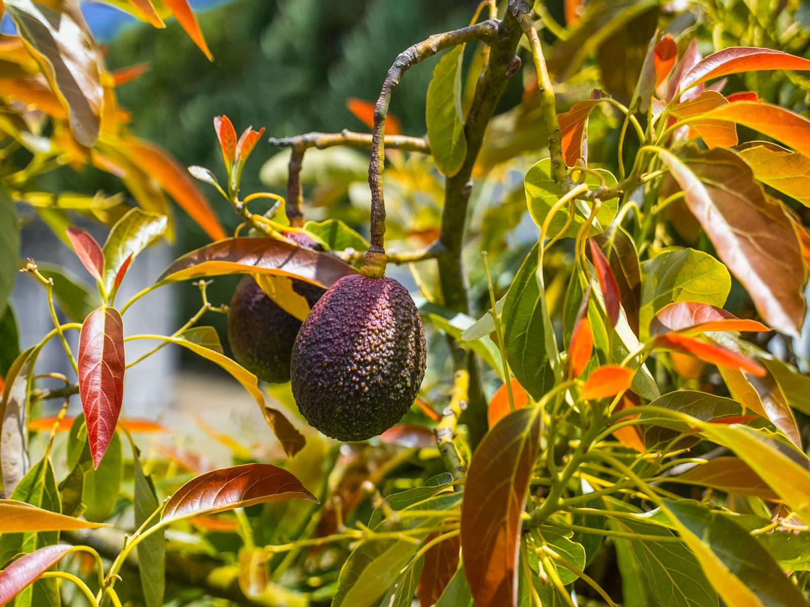 Kiwi Street, Makaraka