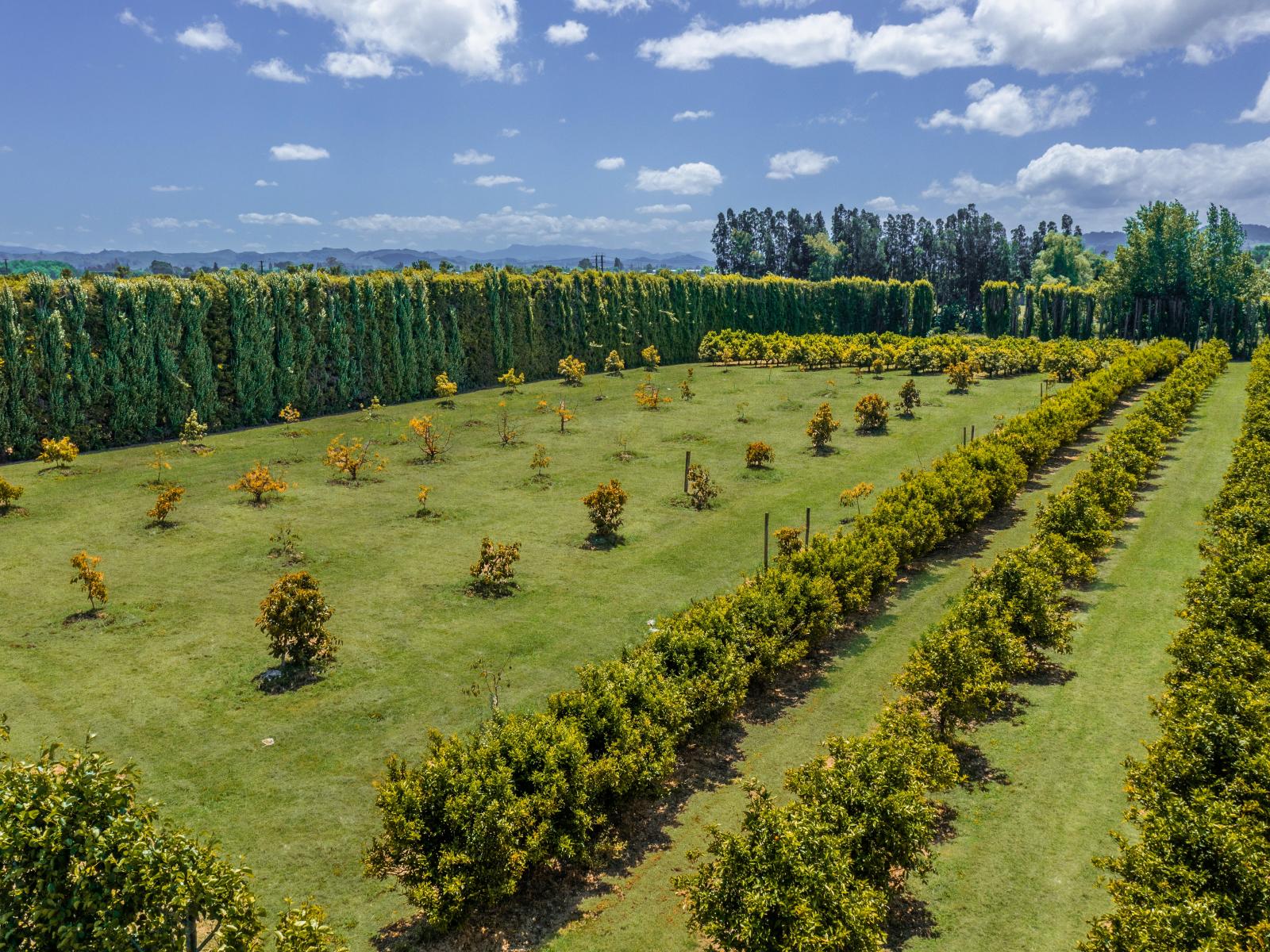 Kiwi Street, Makaraka