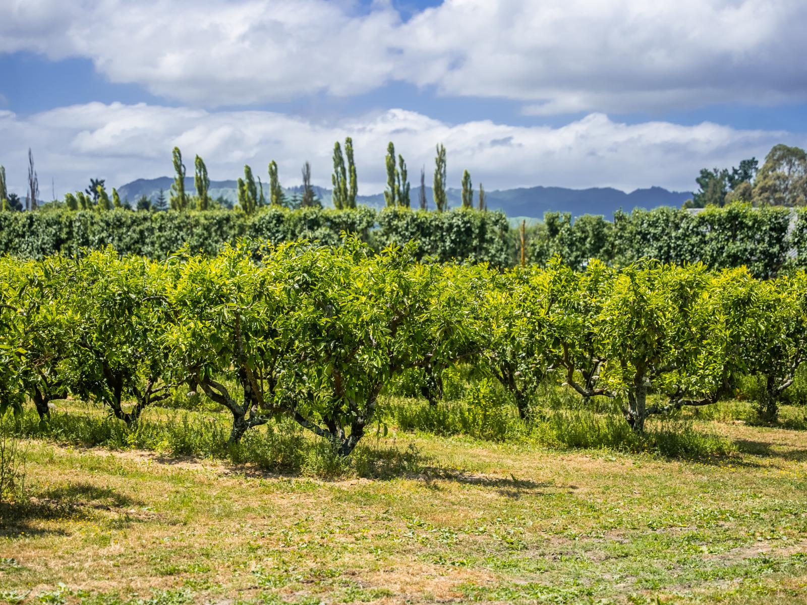 Kiwi Street, Makaraka