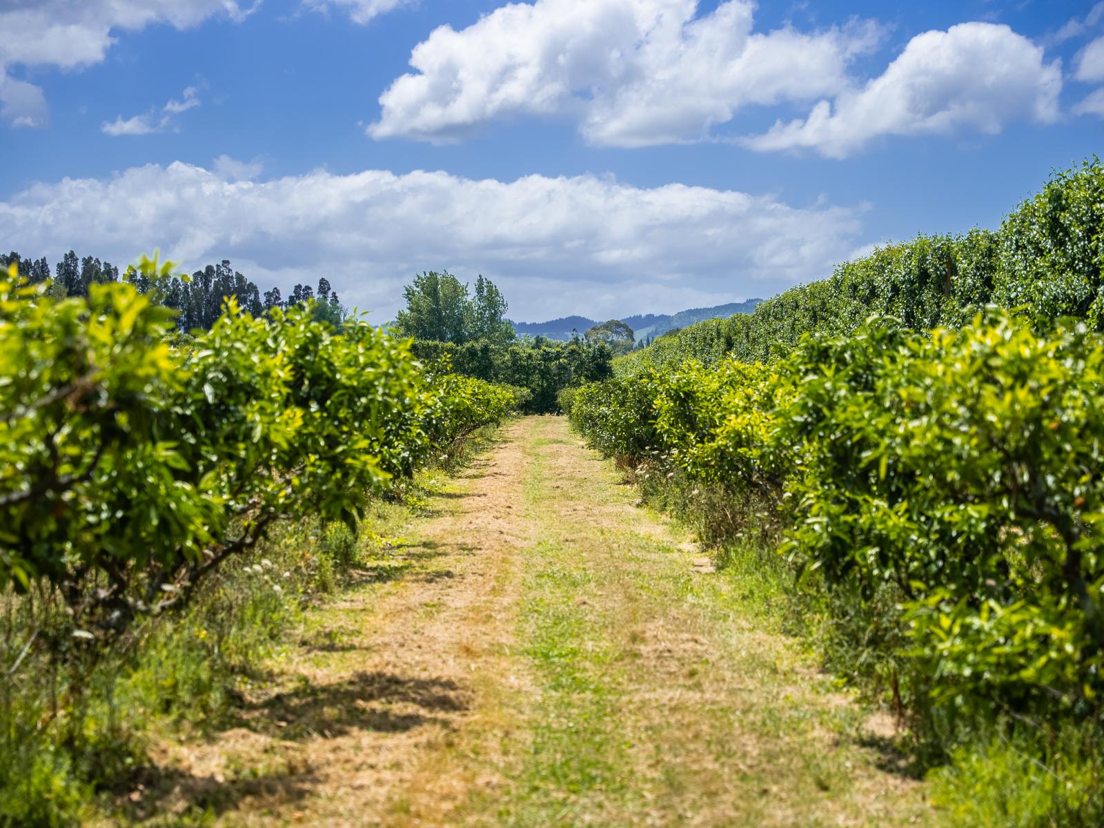 Kiwi Street, Makaraka