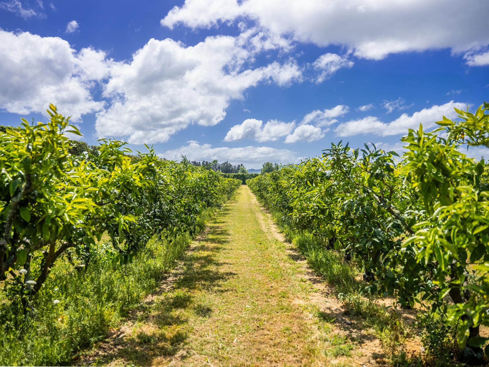 Kiwi Street, Makaraka