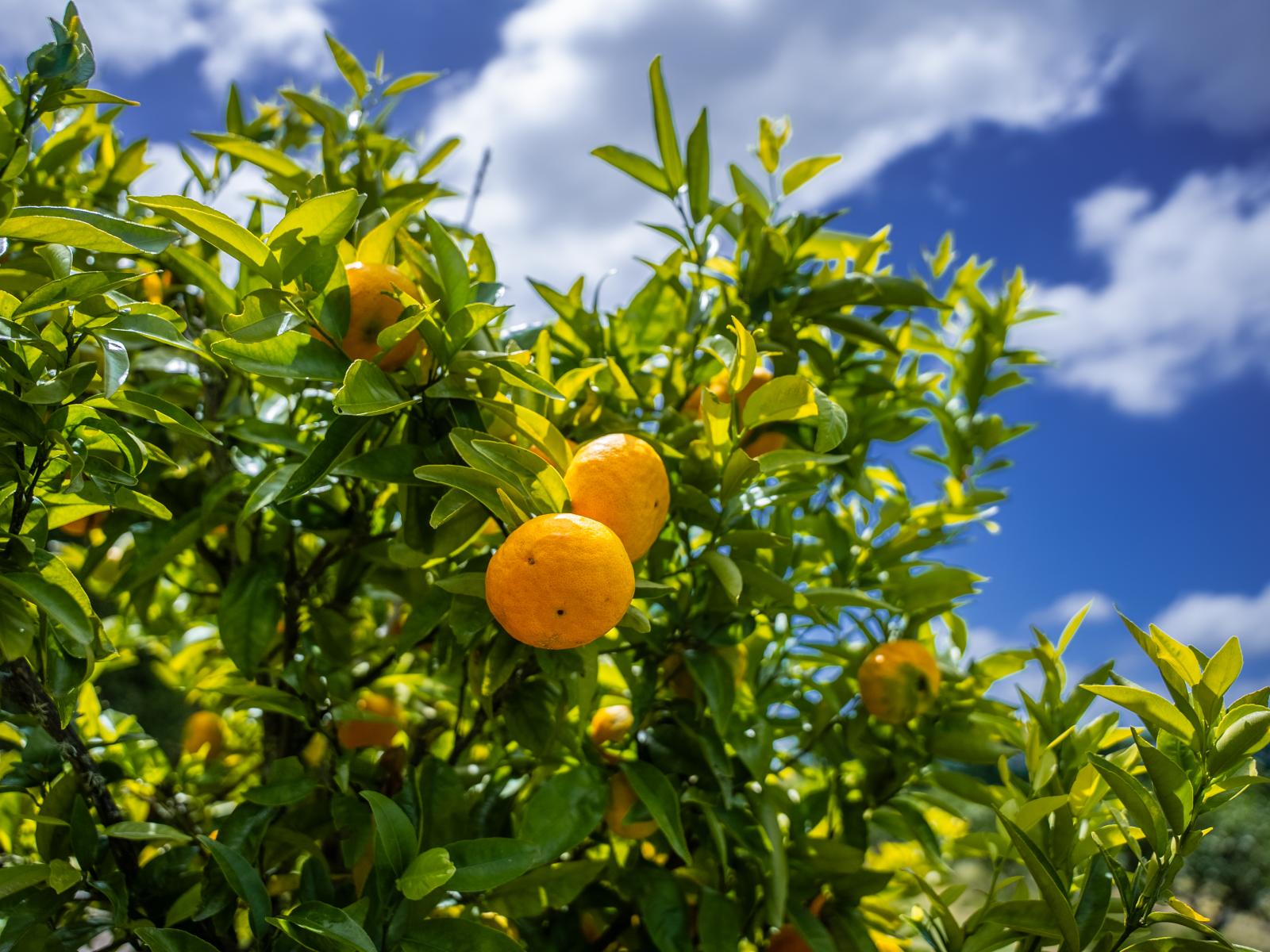 Kiwi Street, Makaraka