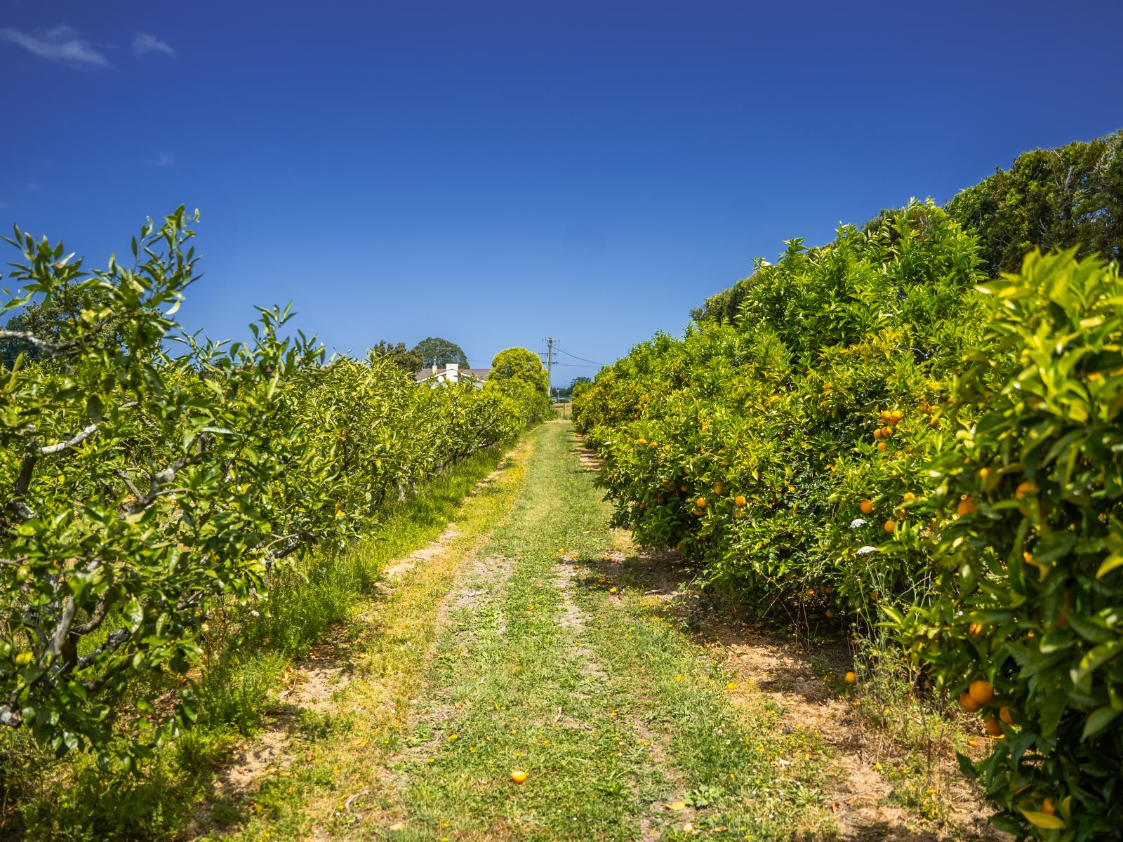 Kiwi Street, Makaraka
