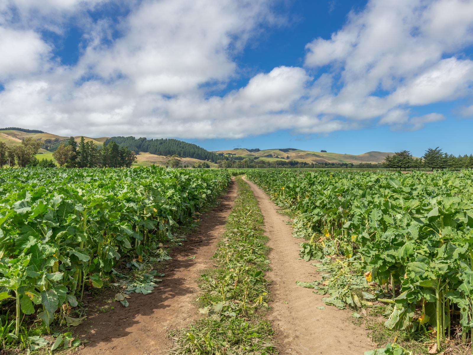 359 Hurunui Mouth Road, Domett