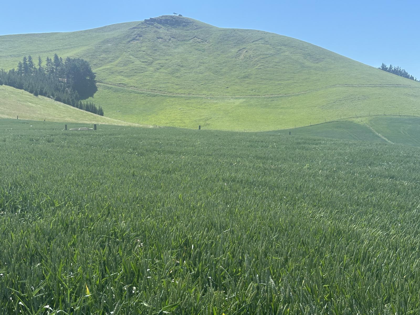 Finlays Road, Windsor