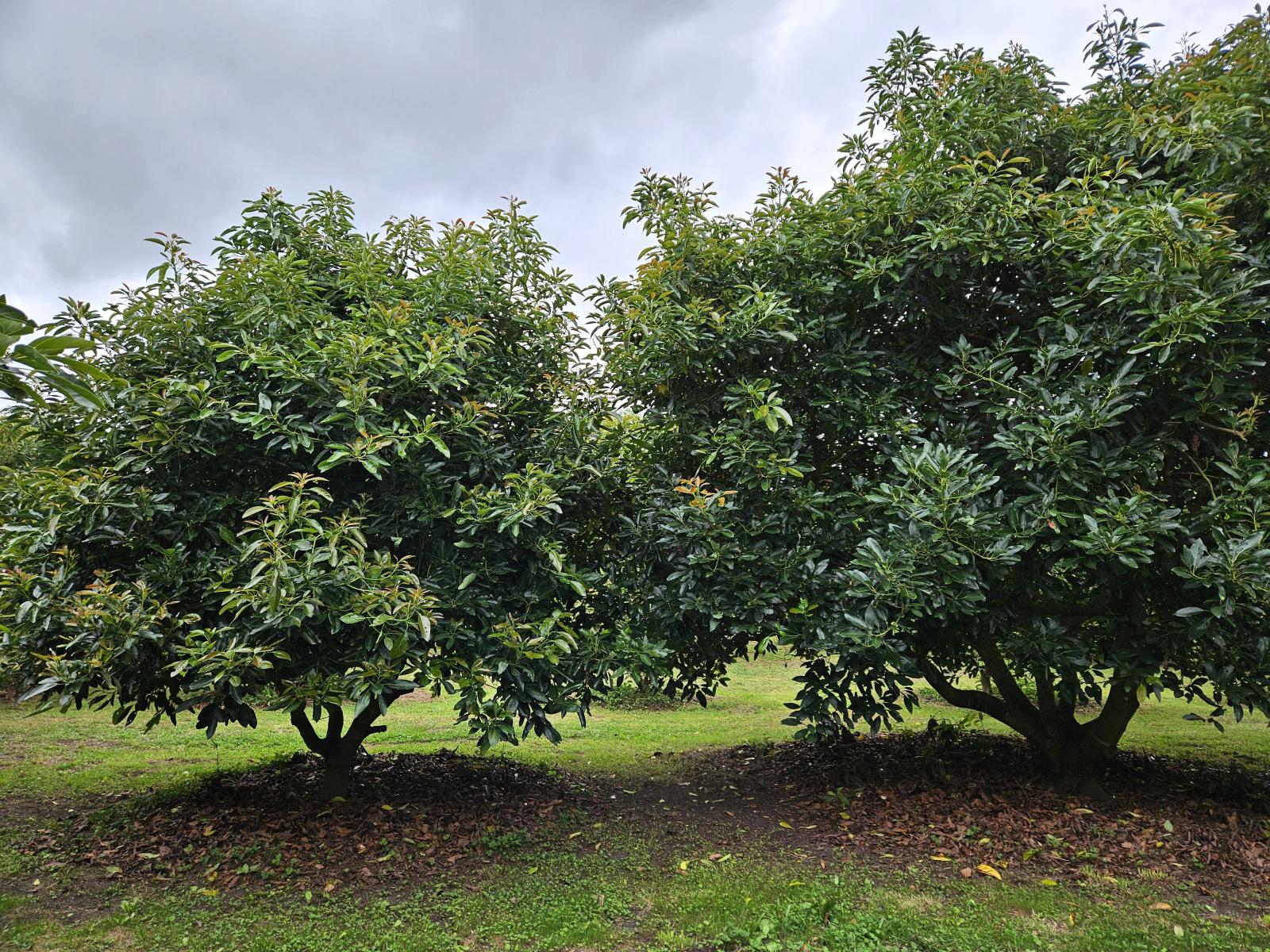 400 Te Matai Road, Te Puke