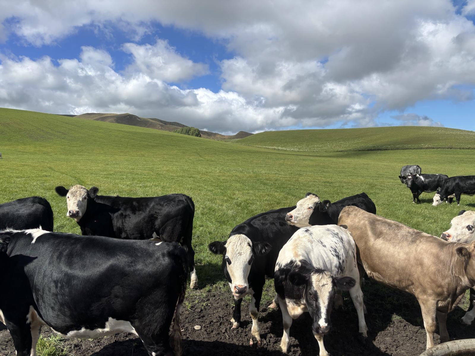 518 Elephant Hill Road, Waimate