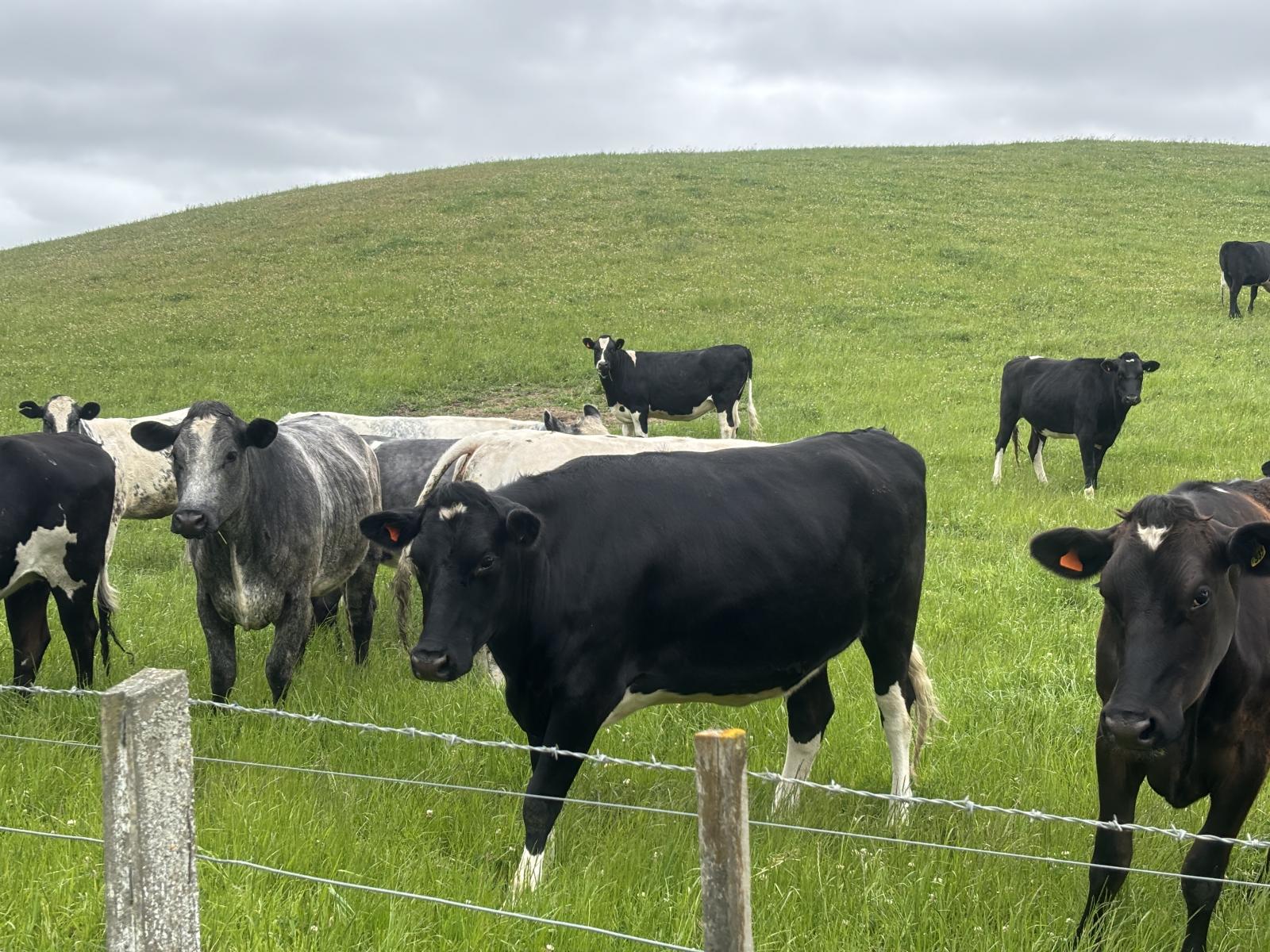 518 Elephant Hill Road, Waimate